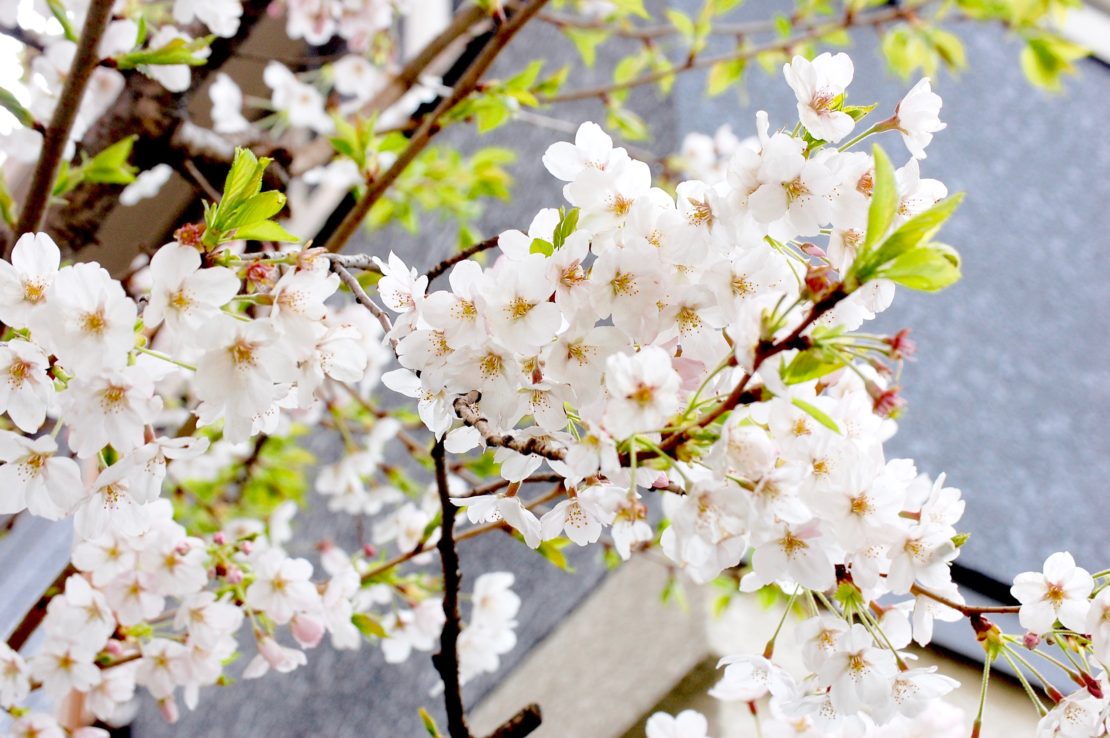 今年のお花見はどこに行く？名古屋から気軽に行ける桜の名所6選