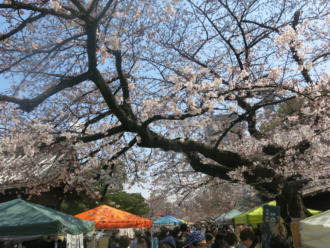 桜とお寺に囲まれてお散歩しよう。3月開催「東別院手づくり朝市」に行ってきました