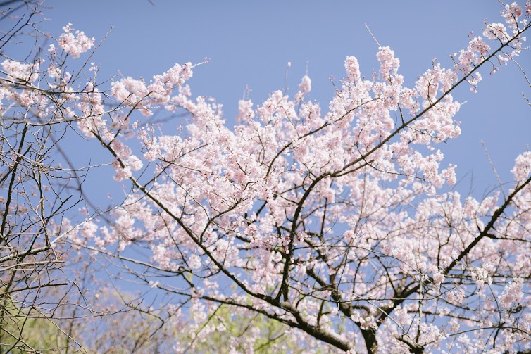 春の訪れを心と身体から感じよう。運気を呼び込むパワースポット、熱田神宮お散歩のススメ - img20