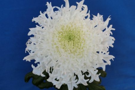 まるで雪の華。新種の菊が久屋大通庭園フラリエで見られるのは10月30日まで