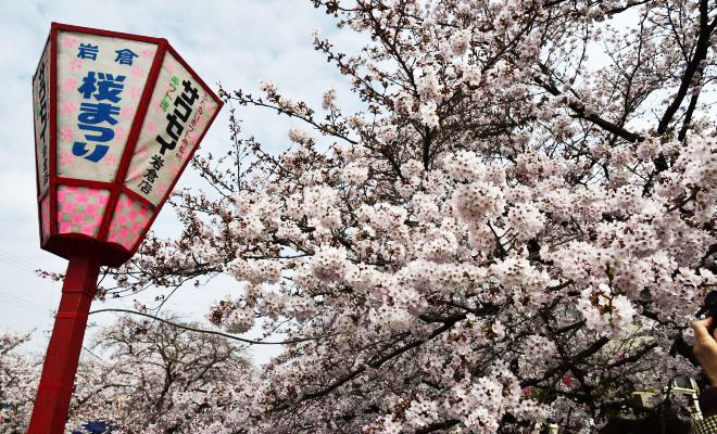 一度は訪れたい！さくらの名所100選の岩倉市桜まつりとのんぼり洗いの風物詩