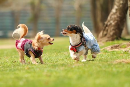 日本最大級の犬のマルシェイベント『わんだらけ』開催！当日は里親募集も実施