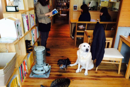 愛犬と一緒に四日市のブックカフェ『猫町文庫』でゆったり過ごそう！