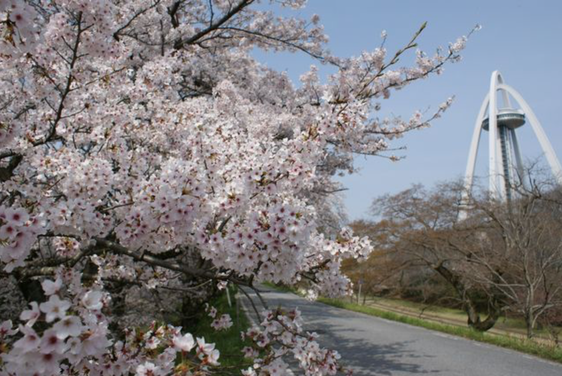 美しい桜で春を満喫。名古屋から行けるお花見スポット6選【2020】 - 512be76bb1fcf977b212278aee659b1f