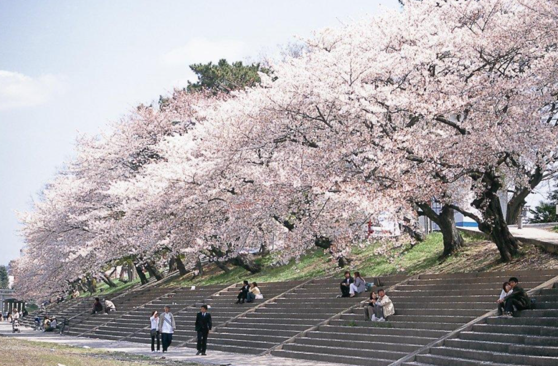 美しい桜で春を満喫。名古屋から行けるお花見スポット6選【2020】