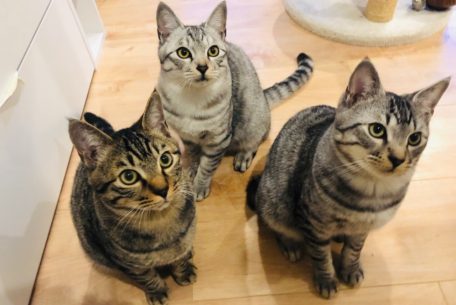 かわいい猫に癒されながら社会貢献できるカフェ「保護猫カフェAelu」