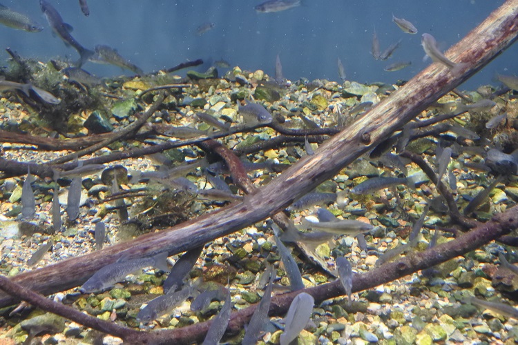 長良川と世界の淡水魚のヒミツを探ろう！「世界淡水魚園水族館 アクア・トト ぎふ」 - f721826471a0653618eee79e5eae462a