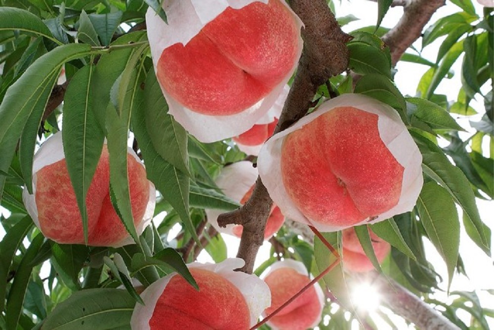 旬のフルーツ“桃”を贅沢に味わうスイーツ。名古屋ラシックの『FLIPPER’S』から発売中！ - d11498 1247 8c4dfa4052f119939c4d 0