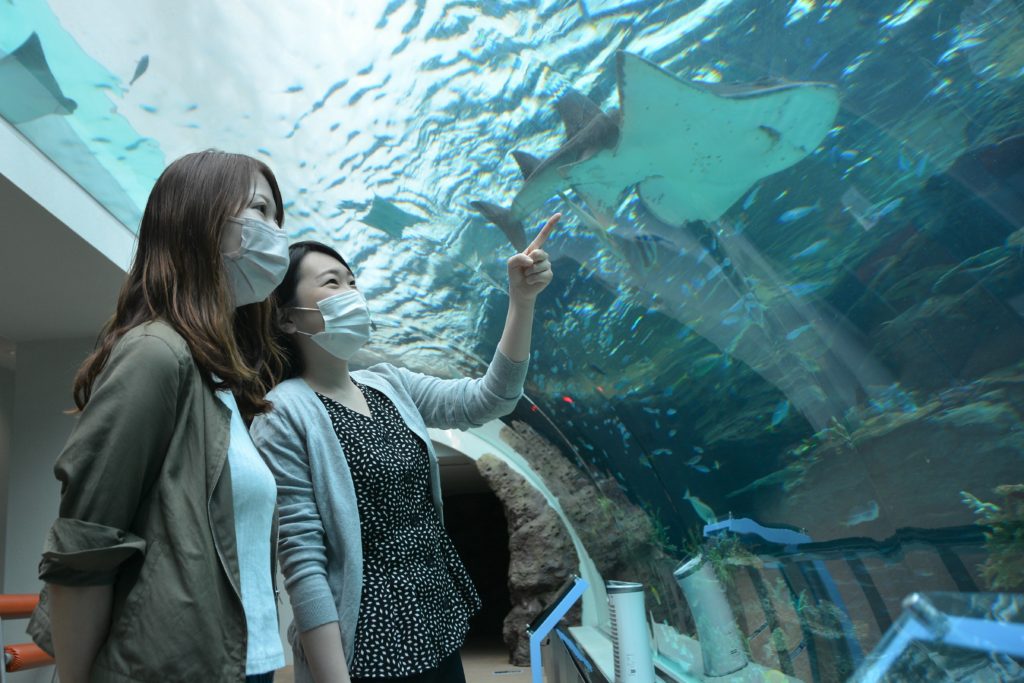 開館30年記念事業！名古屋港水族館「水族館deモーニング」の参加者を募集中 - sub2 2