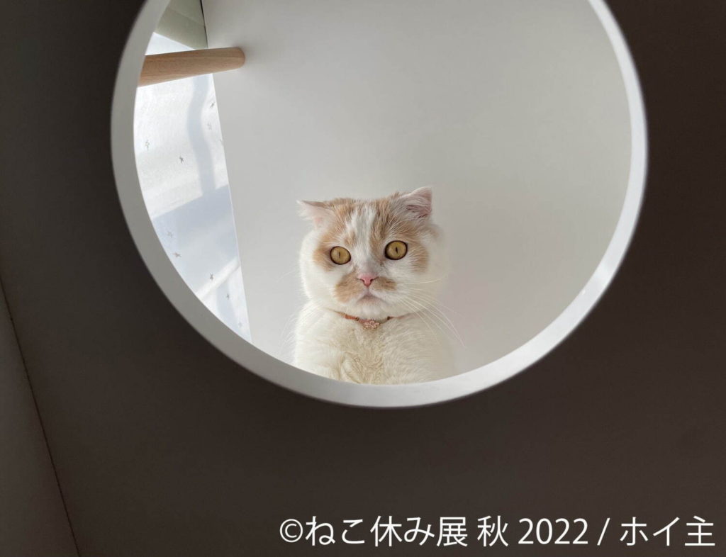 SNSで話題の猫が大集合！「ねこ休み展 秋 2022」が9月17日（土）よりスタート - Too